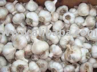  Garlic  of  high   quality  organic value