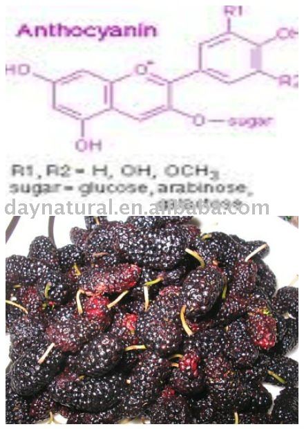 Mulberry extract--Anthocyanin  UV 3-25%