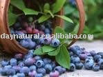 Bilberry Extract--Red- purple   Powder 