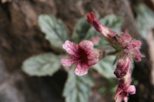 Radix  Rehmannia e  Extract  Powder