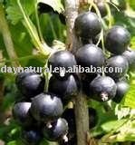 Blackcurrant Powder