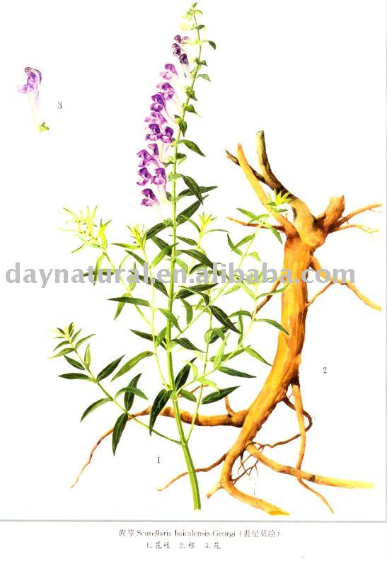 Baicalin P.E./ Baical Skullcap Root P.E