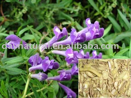 Baicalin P.E./ Baical Skullcap Root P.E-- 10:1, 20:1