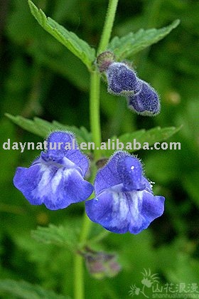 Baicalin P.E./ Baical Skullcap Root P.E--HPLC 80%-98%