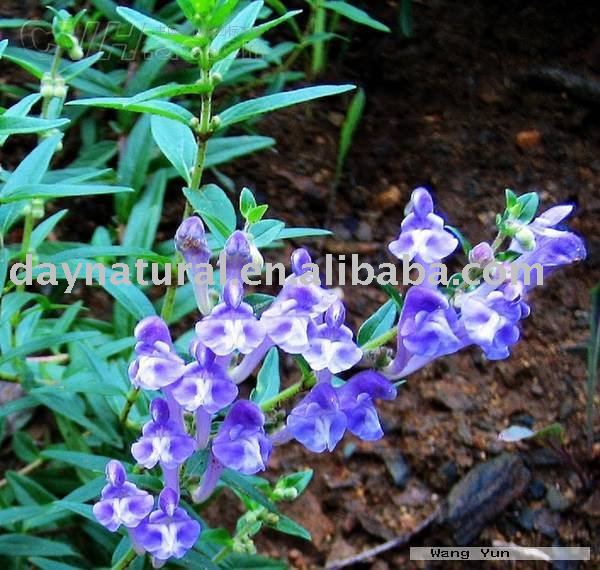 Baicalin Extract/Baical  Skullcap   Root  P.E