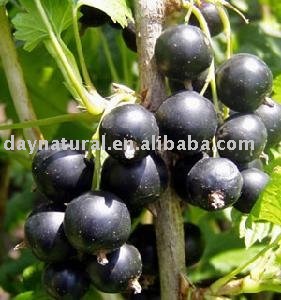 Black currant P.E.--Anthocyanin 5%-25% by UV