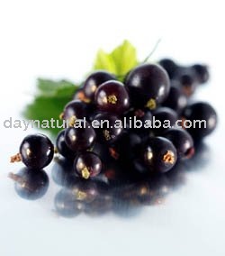 Blackcurrant P.E. --Anthocyanidins 5%~25% by UV