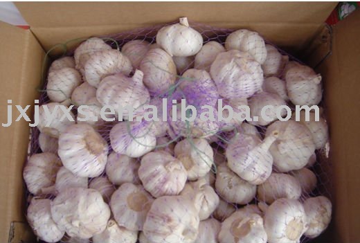 Pizhou High Quality Snow White Garlic