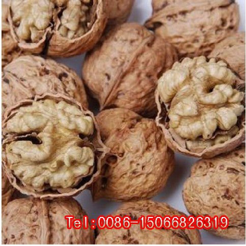 kernel of walnut  2010