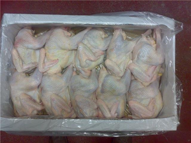 layer hen