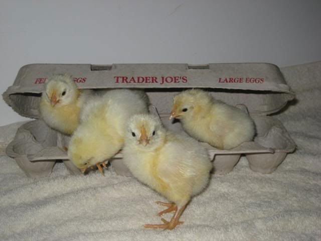 LIVELY POULTRY BABY CHICKENS