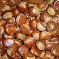 hazelnuts,almond,walnuts,peanuts,chestnuts,cashew nuts,pistachio,sunflower kernels
