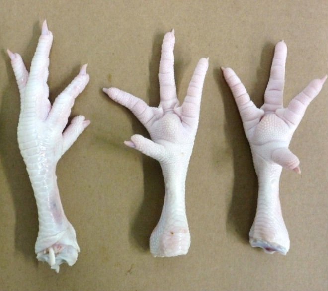Clean Chicken Feet - Processed and Frozen - Grade A