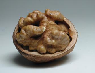 Walnut Kernels