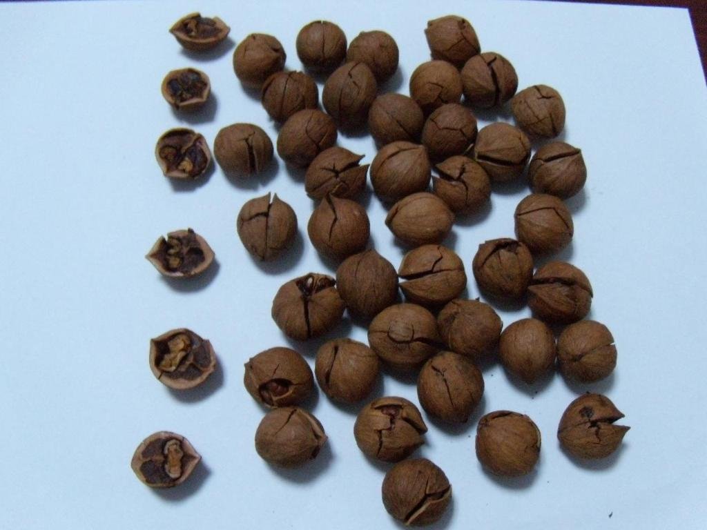 Walnut  nut
