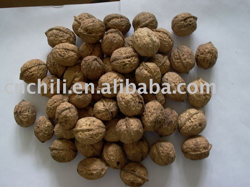  Walnut   inshell s