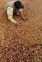 good quality wal nuts for sale