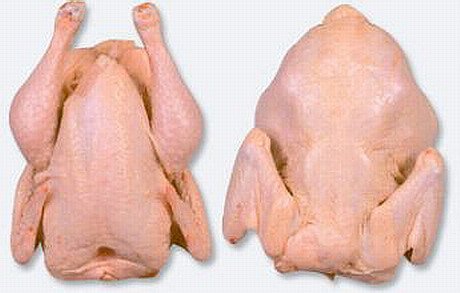 Poultry DIRECTLY from a  slaughter  - FRESH  chicken  meat