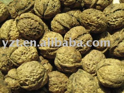 Sell Walnut In Shell