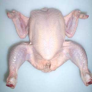 Halal Frozen Chicken And Parts well  Processed  and package