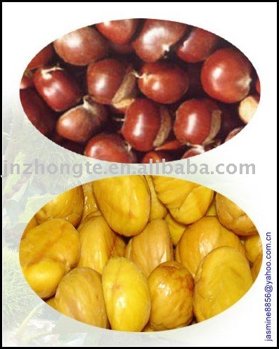 Supply  fresh peeled chestnut