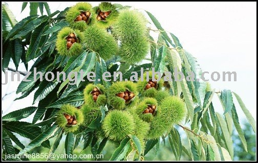 Professional supply  fresh chestnut