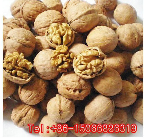 Chinese walnut in shell or without shell 2010