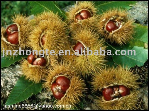 Supply  fresh  chestnut  in  shell 