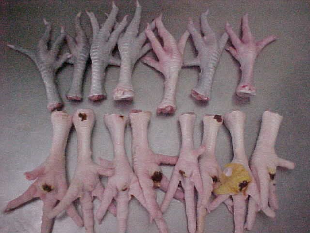 FROZEN CHICKEN FEET AND PAWS