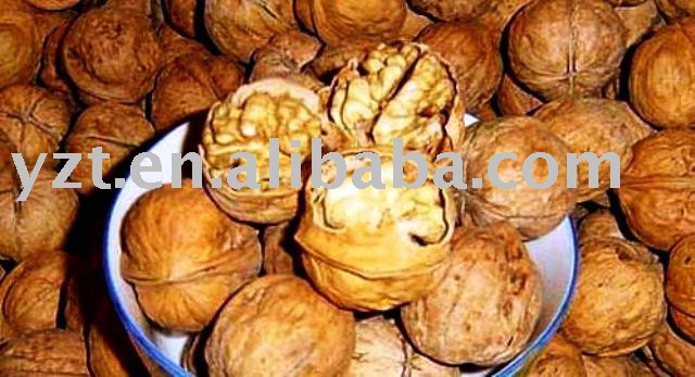 hot sale 2010 thin shell walnut meat hickory