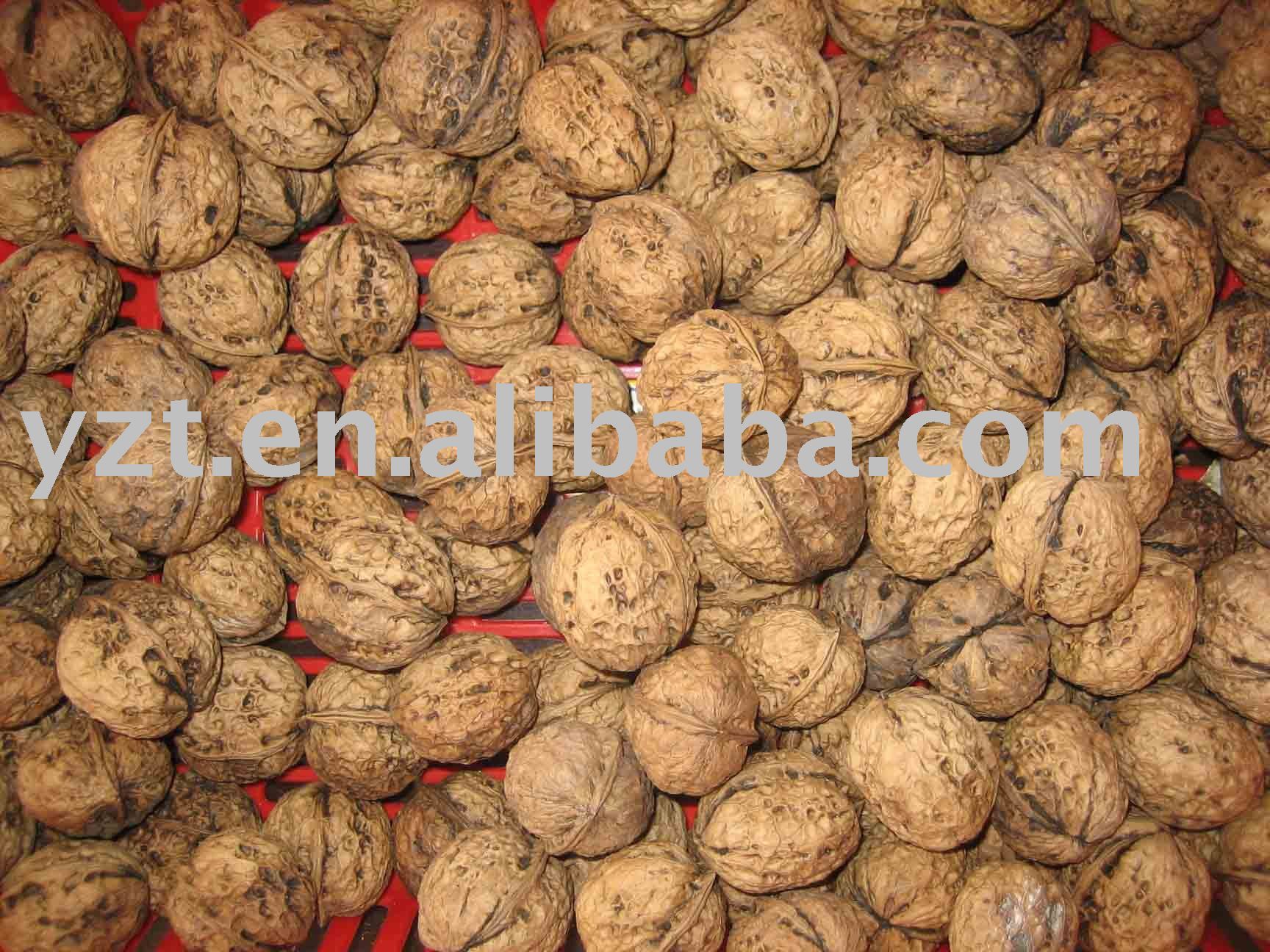 low  price   to  supply thin  shell  Walnut