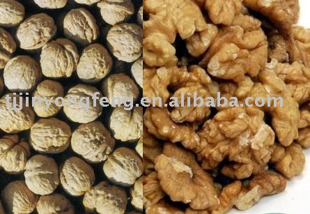 walnut and walnut kernel