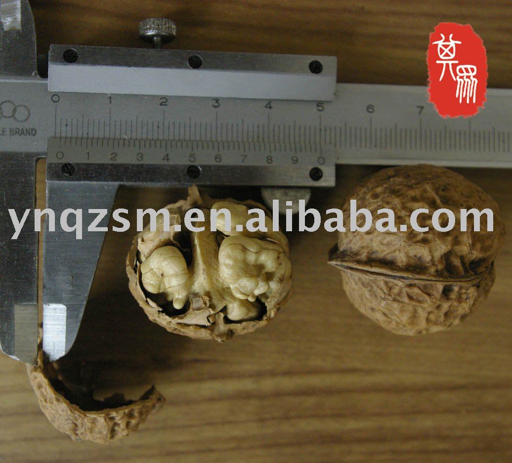 walnut with thin shell,walnut,101walnut
