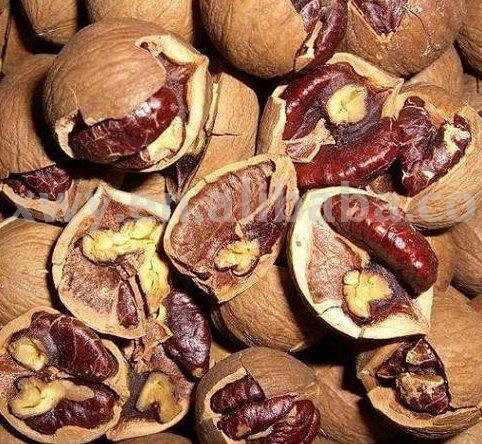 Chinese Small Walnut China Sunny Well Price Supplier 21food