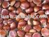 CHESTNUTS