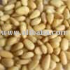 PINE  NUTS KERNEL