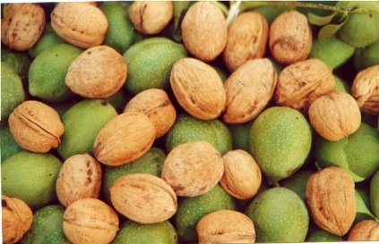 Light Shelled Walnut