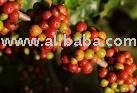Robusta Coffee