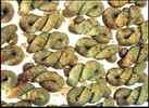 Kacang Polong