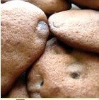Absolutely Sinful Chocolate Chocolate Chip Cookies  book services