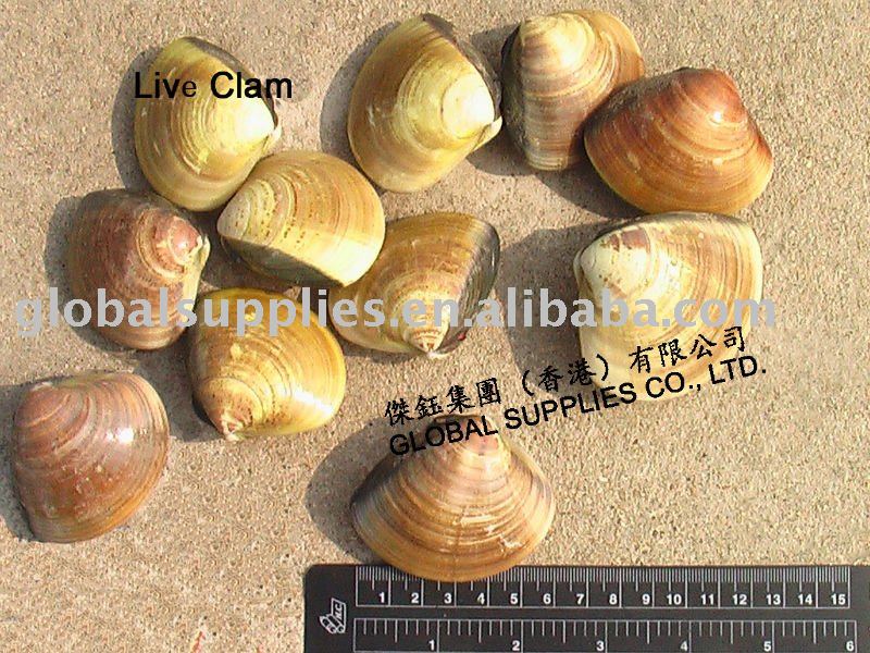 Live Clam