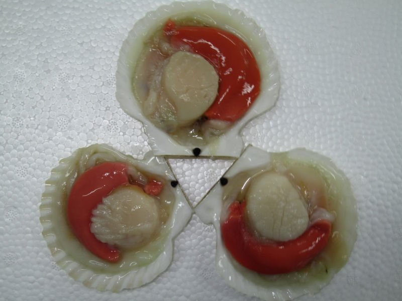  fresh  scallop