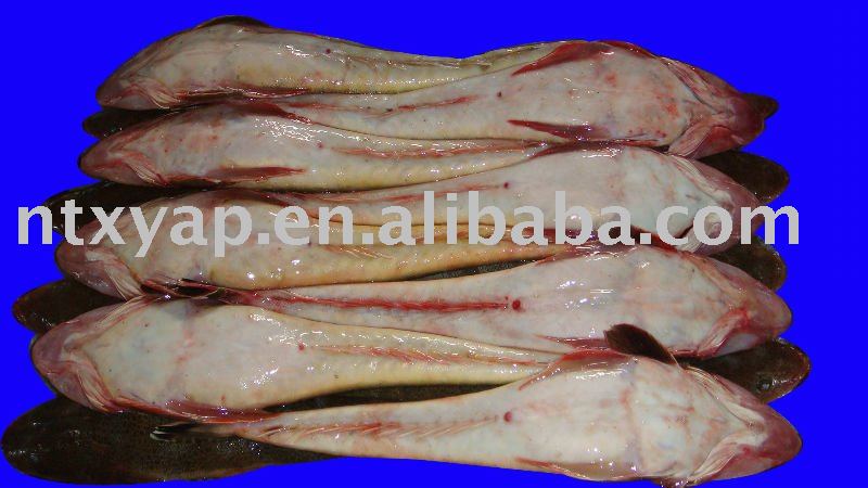 Flathead Fish (Aquatic)