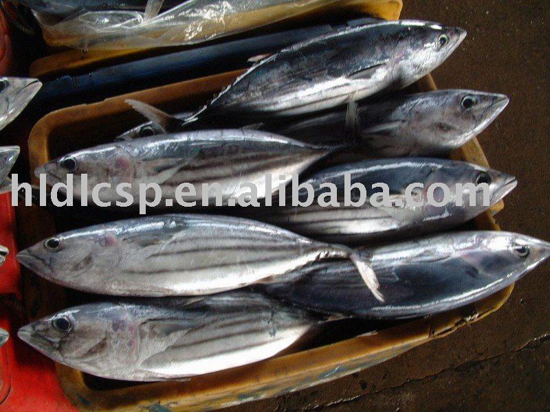 frozen tuna cooked loin