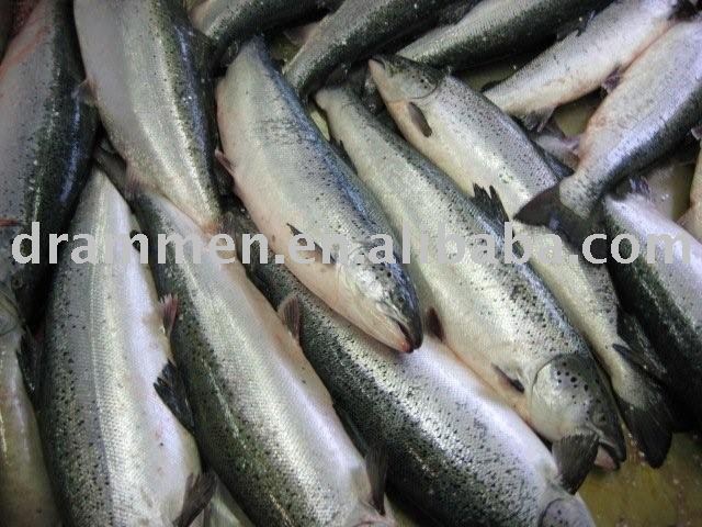 salmon