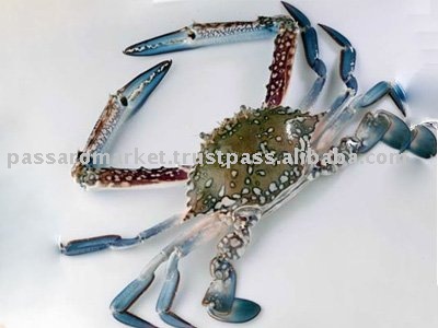 Blue Cut Crab