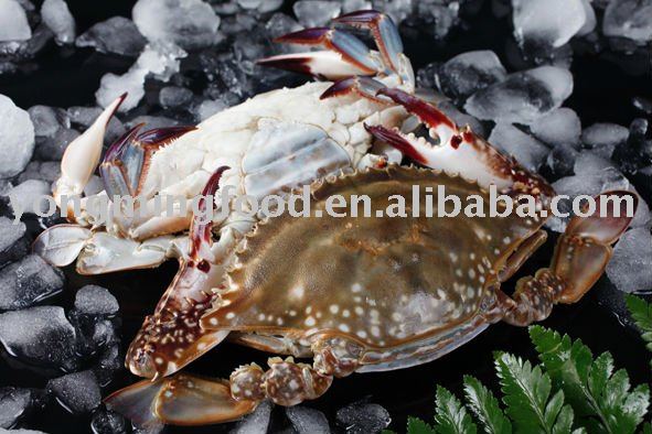 swimming crab seafood