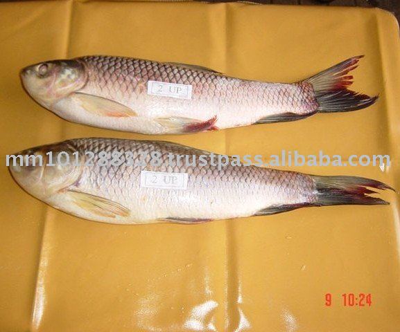 Rohu Frozen Fish Myanmar