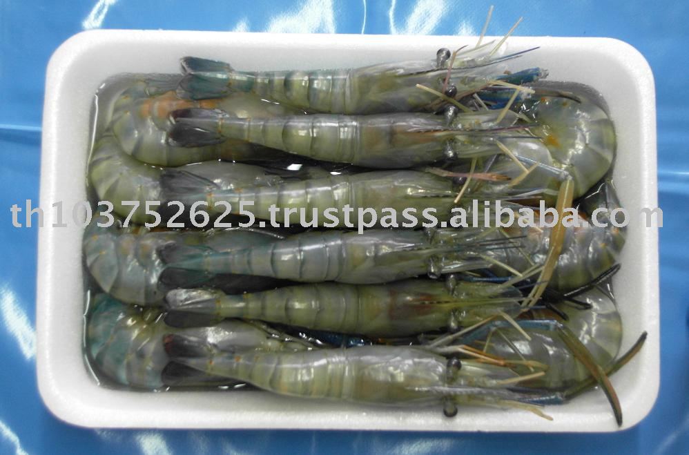 Frozen Fresh Water Shrimps