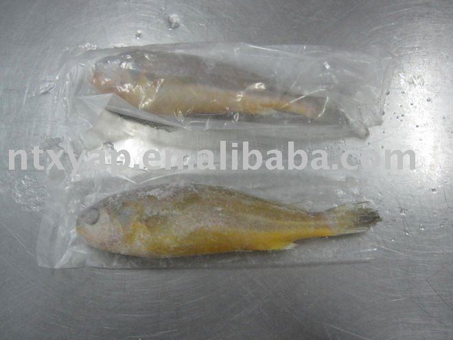 fresh big yellow croaker (wild seafood)